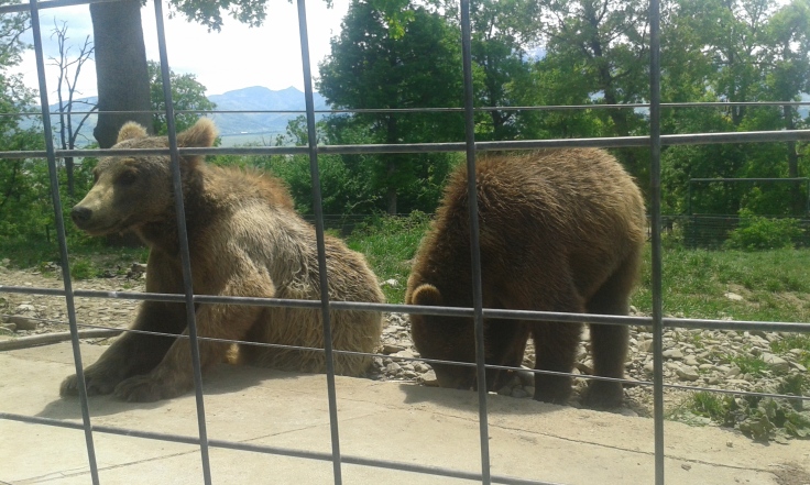 The Two new bears from Armenia - in the temporary enclosure